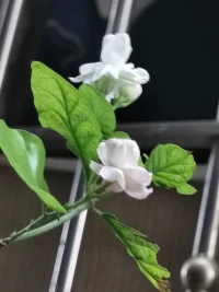 孤獨的經歷引起人們焦慮，的確，它是焦慮的來源，孤獨意味著被割斷與社會的聯系，沒有任何能力去行使我們的人權，因此，孤獨意味著無助，意味著無力主動地把握這個世界——事物和人，意味著這個世界無需發揮我們的能力并可以侵犯我配圖