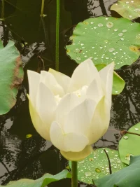 我們為何關注別人眼里的自己——鏡像自我        社會心理學家庫利率先提出了鏡像自我的概念，指個體把別人當作鏡子來進行自我感知之后，社會學家喬治.米德精煉了這個觀點，指出與我們的自我概念有關，并不是別人實際上如何評價我們，而是我們覺得他們如何評價我，鏡像自我可以讓我們努力的活成別人眼中的風景。配圖