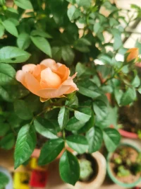 愛(ài)必須是“自然發(fā)生”的，無(wú)法強(qiáng)求，就像改變的獨(dú)立體驗(yàn)，必須“自然發(fā)生”一樣。配圖