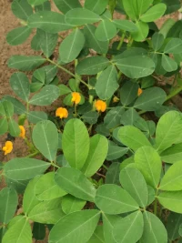 續青春期的叛逆   大有來頭！
如何?幫助孩子順利度過叛逆期？
?       青春期是孩子心理發展的機遇期和關鍵期，但并不意味著父母可以對孩子的叛逆放任自由。只有父母處理得當，孩子才能在叛逆期順利成長
?       肯定叛逆期的積極作用，叛逆是孩子認知提高的表現，可幫助孩子發展自我同一性和調整人際關系，這是一個好的開始。面對孩子的叛逆行為，父母要保持平常心，不要過度關注，父母越是極力反對，孩子就會干得越起勁。父母要相信，隨著孩子的成長，孩子的叛逆行為會逐漸消失。
?       學會放手，叛逆意味著孩子長大了，父母要及時調整自己的教養方式。青春期孩子有自我表現的欲望，普遍希望自己的事情自己做，不希望父母指導和插手。父母要學會放手，允許孩子有自我。當他提出一些想法和要求時，父母要適度滿足，不要一味否定，凡是做孩子有關的任何決定，父母都要先征求孩子的意見
?        理解孩子的行為，當孩子出現叛逆時，如果父母不理解，而一味地制止，甚至威脅他要聽話，這樣的結果只會使孩子越來越叛逆，當孩子情緒激動大哭大鬧時，父母要多站在孩子的角度思考問題，體會孩子的感受，允許孩子有情緒，允許孩子發泄，事后多和孩子溝通交流，如果孩子遇到問題，父母要和孩子一起想辦法解決，不要讓孩子孤立無援，父母要讓孩子明白，無論遇到什么事，父母永遠都是他成長路上的堅強后盾。配圖