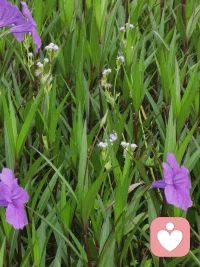（續）孩子隨口一句“活著沒意思”，父母慌了

?情緒的發泄
       ?孩子說”活著沒意思”，這句話的背后反映著他最近有壓力。平時父母管教太多或者親子關系，同伴關系，師生關系不好等都可能造成孩子情緒低落，孩子遭遇不愉快之后，如果不被理解又找不到正確的方式來解決問題，就很容易產生“活著沒意思”的想法，好像只有這句話才能表達孩子對現狀的不滿以及內心存在的無力感。同時孩子也在傳遞一個信號，我有困擾，我需要支持，需要陪伴，需要有人來幫助我。
?       當負面情緒積壓久了，孩子就會失去對生活的熱情。父母在孩子成長的過程中要細心觀察，及時洞察孩子的低落情緒。父母首先做的是允許并接納孩子的負面情緒，然后嘗試找出影響孩子情緒的原因，并給予幫助，父母的支持，陪伴的幫助，是每個孩子都渴望的。相信孩子在感受到父母的愛和家庭的溫暖后，會重新思考自己的看法，進而調整負面情緒。
?
自我迷茫
?       如果孩子正處于青春期，說“人生沒意義”，這句話再正常不過了，他這是在探尋自我價值與人生意義。
?       心理學家埃里克森認為，人格發展是一個逐漸形成的過程，人的一生要經歷八個發展階段，每個階段都有其要完成的任務。如果任務完成，有助于發展健全的人格；如果任務未完成，個體會形成消極的人格特征，導致人格向不健全的方向發展。青春期孩子的主要發展任務是獲得自我統一性。自我統一性及個體對“我是誰”，我將走向何方等與自我有關問題的回答，是一種確定的感受。
       青春期的孩子說出“人生沒有意義”，這句話可能想要表達的是：不知道我的未來在哪里，不知道我自己到底想要什么，我找不到自己的興趣和特長，對長大后的自己沒有明確期待，不知道生活真正的意義在哪里。
?       如果孩子處于這種情況，父母需要讓他體驗到被尊重，被認可、被他重視的感覺，為孩子發展自我統一性創造健康和諧的成長環境。同時讓孩子多參加一些戶外活動，假期一家人出去旅游，讓孩子感受多彩的世界，體會著活著“充滿了意義”。
?       其實，隨著孩子的成長，他有更多自己的想法，他需要有更多的空間和自由，需要我們給予更多的支持與理解，作為父母的我們要跟隨孩子的成長，及時更新育兒理念，通過科學的陪伴來傾聽孩子的內心。當孩子遇到問題時，我們要跟他一起分析和解決。我們允許孩子說“我不想活了”，但我們不能讓孩子一直陷入精神內耗中。配圖