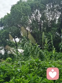 （續(xù)）獨(dú)立、自信的孩子自然強(qiáng)大
?
如何高效培養(yǎng)孩子的獨(dú)立與自信？
?       多鍛煉孩子。著名教育家陳鶴琴先生曾提出，“凡是兒童自己能做的，應(yīng)該讓他自己去做；凡是兒童自己能想的，應(yīng)該讓他自己去想，”幼兒具有好奇好問(wèn)的天性，對(duì)待他們所提出的問(wèn)題，父母應(yīng)啟發(fā)他們自己動(dòng)腦思考，去尋找答案。
?       父母應(yīng)多給孩子創(chuàng)造鍛煉的機(jī)會(huì)，放手讓孩子去做，不要怕孩子做不好，也不要求全責(zé)備，更不能包辦代替父母?？梢灾贫ㄒ恍┳尯⒆咏?jīng)過(guò)一定努力就能達(dá)到的目標(biāo)，孩子取得進(jìn)步和積累成功經(jīng)驗(yàn)后，也會(huì)有更多的自信。
?       多激勵(lì)孩子。每個(gè)人在成長(zhǎng)的過(guò)程中，都需要肯定和激勵(lì)。對(duì)于孩子獨(dú)立完成的事，只要孩子付出了努力，結(jié)果無(wú)論如何，父母都要給予認(rèn)可和贊許，使孩子產(chǎn)生自信心，讓孩子感覺(jué)到“我行”。這種感覺(jué)很重要，它是孩子獨(dú)立性得以發(fā)展的動(dòng)力，如果父母對(duì)孩子的付出不管不問(wèn)，孩子就會(huì)不知所措，迷茫不安。當(dāng)然，如果父母期望過(guò)多，孩子一直沒(méi)有成功，父母就焦慮，覺(jué)得孩子不行，只對(duì)孩子自信心的打擊是非常大的。
?       特別提醒的是，孩子的心理發(fā)展是一個(gè)由量變到質(zhì)變的過(guò)程，所以培養(yǎng)孩子的獨(dú)立性和自信心需要一步一步來(lái)，千萬(wàn)不能操之過(guò)急。配圖