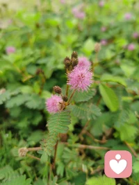 （續）孩子為什么不愛學習

如何讓孩子愛上學習
       滿足孩子好奇心和求知欲。讓孩子愛上學習最有效的方法，就是要讓孩子把獲得的新知識當成一種需要，滿足其好奇心和求知欲。孩子具有好奇、好問、好動的特點，父母應充分利用其特點來激發孩子的學習興趣。父母要有意識的引導孩子觀察身邊的人和事，啟發孩子思考生活中的各種現象，如為什么會有電，天空為什么會下雨等，孩子在思考的過程中就會產生強烈的求知欲。同時父母也要鼓勵孩子提出問題，讓孩子帶著解決問題的心態去學習，產生追求知識的動力。
       培養孩子好的學習習慣。學習是一個過程，在這個過程中需要很多的好習慣來支持，好的學習習慣是取得好成績的重要的保證，父母不要只盯著孩子的學習成績，要多關注孩子的學習習慣，如課后獨立完成作業；認真預習和復習；寫字坐姿要正確等。
       要意識到學習有多種形式。孩子參與的各種活動都可以看成是一種學習，而不僅限于學校課本。父母平時要細心觀察孩子，了解孩子的興趣，然后有針對性的采取措施。如孩子喜歡看小說，父母可以給孩子準備文學名著，孩子對歷史感興趣，可以多帶孩子去博物館看展覽。
       不要打擊孩子，不要因為成績差而逼迫指責孩子，打擊了孩子的自信心，可能會得不償失，父母要根據孩子的實際情況給孩子制定容易達到的學習目標，對孩子的每一次進步都予以肯定，對出現的問題不急躁，和任課老師多溝通，共同尋找解決辦法。
?配圖