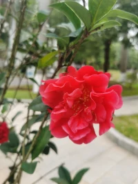 怎么听孩子才愿意说？
​      
       在亲子沟通中，我们不光要会说，还要会听。研究表明，在家庭成员各种沟通中，只有父母积极倾听，才能打开孩子紧闭的心门，改善亲子沟通的质量。
​
父母应该倾听什么？
​       倾听的根本目的是倾听生命和呼唤生命，但生命并非抽象的生命，它具体体现在各种欲望、需求、情感、思想、关系中。
​       孩子的欲望和需求。孩子在生活中的欲望和需求往往是通过声音表达出来的。它可能是一段诉说一个句子或一个感叹词，也可能是一声呼喊或低声啜泣，对这些声音的倾听、理解和应答，就成了父母的重要任务。
​       孩子的情感。对孩子的情感动向和状态进行细致入微的把握，并及时加以协调和引导，是优秀父母的重要标志。善于倾听的父母能迅速准确的从孩子发出的各种声音中听出愤懑、悲伤、快乐和喜悦等情感，同时在言行想做出适当及时的反应和调整。
​       孩子的思想。孩子不是思想的容器，只等待大人向里面灌输思想。孩子有自己的思想，这些思想可能只是些零碎的、简单的、幼稚的观念和看法，却构成了他未来发展的基础。
​       孩子与他人的关系。作为正在社会化的人，孩子的声音不再是纯粹自我的声音，也有自我与他人的关系的反映，因此父母的倾听对象是“具体的人”，倾听内容是这个“具体的人”与他人之间的关系。