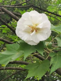 （续）怎么听，孩子才愿意说？

倾听后如何回应
       我们在倾听孩子后正确的回应顺序是:首先回应情感态度，其次回应认知观念，最后回应事情本身，任何一次亲子沟通，我们都要经过“了解-理解-接纳-引导”的过程。只有当我们把孩子的话听完，了解事情的来龙去脉时，我们才可能站在孩子的立场去理解他，对孩子产生共情，进而接纳他，允许他有消极的情绪和不好的态度，允许他对事情的理解有偏差，然后引导他解决问题。
       遗憾的是，很多时候我们回应的顺序是颠倒的:先分析事情，习惯站在自己的角度去分析孩子的问题，还有意识的改变孩子对这件事情的体验，对他一顿说教，否定他的认知和情感，试图让他产生某种符合我们预期的认知思和观念。如孩子在诉说一件委屈的事，我们一听就发火，不分青红皂白的责骂孩子，当孩子还没有把事情说完时，我们就打断孩子，也不去了解事情真正的缘由。我们的反应会让孩子有种不被重视和不被理解的感觉，久而久之，亲子之间的沟通就会出现问题，也会使孩子失去自信心，产生逆反心理。
        在孩子说话的时候，我们不要打断孩子或漫不经心，应该放下手头的事情，专心的聆听孩子说话。我们和孩子沟通时表现出积极的态度，会让孩子觉得我们很在意他，孩子感受到了尊重和鼓励，也会愿意说出自己心里的感受，倾诉心中的烦恼。此时我们再去对孩子错误的行为进行分析和纠正，效果就会事半功倍。

回应小技巧
        重复法。孩子向我们倾诉时，我们要不断重复并确认他的感受，比如说:“你感到非常难过是吗？”“这件事情让你很生气，对吗？”此时我们不需要讲道理、给建议，更不需要否定他的感受。我们不停的这样回应，孩子就会慢慢敞开心扉，向我们倾诉最深沉的情感。
       使用积极的肢体语言。有时候即使我们还没来得及开口，我们内心的想法也会透过肢体语言表现出来。当孩子向我们倾诉时，如果我们表现的很感兴趣，放下手中的事情，安静的听孩子说，孩子受到鼓舞后也会主动坦白心声。自然的微笑，没有交叉双臂，身体稍微前倾，常常看对方的眼睛、点头，这些积极的肢体语言会让亲子间的沟通更顺畅，也更高效。
​