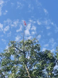 （续）孩子早恋，父母这么做才科学

改变认知引导孩子
       作为父母，我们要正确看待男女交往的问题，要及时更新认知，学会与时俱进，不要总是停留在自己的年代里或者自己的思维世界中，异性交往是一个正常的过程，孩子若对异性产生爱慕和眷恋，父母不尊重孩子的发展规律而一味的禁止，可能会引发孩子的叛逆心理，亲子关系也会由此恶化。
       其实青春期的异性交往，对孩子健全人格的形成和成年之后亲密关系的建立是很有帮助的，异性交往意味着孩子要学会对异性的尊重和爱护，责任和义务，要做到自尊、自爱、自重、把握分寸，同时要学会区分友情与爱情的界限，了解爱情的含义。
       如果孩子不知道怎么与异性交往，父母应该及时给出建议。父母可以坦诚的和孩子交流与异性交往的话题，不必有什么忌讳。凡是孩子感兴趣的，都可以和孩子讨论，必要时也可以从专业书籍或专家那里寻求帮助。同时父母要与孩子协商约定与异性交往的具体规则，提醒孩子学会自律。

给孩子足够的爱
       爱不仅仅是一种情感，它还是一种能力。如果父母一味的压制孩子心中的情感，更会激发孩子的逆反心理。这个时候，父母需要做的不是打骂和指责，而是要先反省自己是否给孩子足够的关心和温暖。
       有些父母对孩子的情感关怀是缺失的，当孩子缺失父爱或母爱时，而没有人及时的关注和引导他，孩子可能会把这种情感需求转移到异性身上，这就是提醒父母要给孩子充足的爱，平时多关心倾听孩子，多与孩子沟通，让孩子觉得自己是有人爱的，不是孤独的。当孩子把父母当做自己的朋友，什么心里话都愿意和父母说时，早恋的危害就不会那么严重了。
       同时父母要全面关注孩子的成长，可以多组织一些家庭活动，增进与孩子之间的感情；或者引导孩子多看一些书，丰富自己的业余生活，陶冶情操。这样既能讨避免孩子过多从外界寻求关怀与理解，也可以有效转移孩子对早恋的注意力。
​