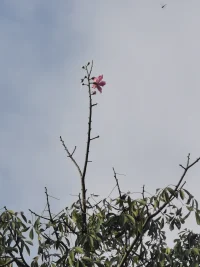 当孩子有情绪时

​       我们每个人都有自己的情绪，但每个人的情绪并非都是一样的，因而不需要大人教就会发怒，害怕和高兴，可以说情绪是人类遗传的一部分。很多孩子到了一定年龄之后就会出现情绪失控的情况，不管父母怎么劝阻，他们还是无法控制自己的情绪，只想把心中的怒火与委屈一个劲儿发泄出来。为了让孩子尽快冷静下来，很多父母通常都会服软，选择满足孩子的要求，这就涉及父母“元情绪”理念。
​
父母“元情绪”理念
​       父母“元情绪”理念是指父母对待自己和孩子的情绪教养理念，即父母面对孩子情绪表现时所产生的一种情绪、行为、态度与理念等反应模式，包括父母对孩子情绪的觉察，接受、原因的了解，沟通、处理与教导等方面的认同和反应，面对孩子情绪失控，父母可能产生四种“元情绪”
​
        第一种：情绪教导型。这类父母很擅长观察孩子的情绪，也能接受并尊重孩子各种各样的情绪，一旦发现孩子心情不好，他们会主动和孩子讨论情绪发生的来龙去脉，并安抚与引导孩子如何应对负面情绪。
​       第二种：情绪消除型。这类父母看到孩子情绪失控时，会强制性的要求孩子停止哭闹，不允许孩子有脾气，甚至还会用一些威胁的话来吓唬孩子。这类父母的情绪比较暴躁，看到孩子生气，他们会更加生气。
​       第三种：情绪忽视性。这里父母看到孩子哭闹时，不予理睬。他们不在意孩子的情绪，也不觉得被外人看到会丢了面子。这并不是父母不爱孩子，而是他们觉得冷处理是最易解决孩子哭闹问题的方法，因为在他们看来，父母不给孩子强化，不给孩子过度关注，时间长了，孩子自然就知道哭闹并不能达到自己的目的。
​       第四种：情绪失控型。这里父母情绪很容易被别人的情绪带动，当孩子哭泣时，父母的眼泪也会跟着流下来。看上去是和孩子共情，但这时候是不合适的。父母要做的事找到合适的解决办法，让孩子不再哭泣，而不是跟着孩子一起哭。
​       父母的“元情绪”影响着孩子成长，孩子会模仿父母处理情绪的方式，如果父母建构积极的“元情绪”，孩子情绪调控的认知与方法也会更加健康与积极。如果孩子的消极情绪被父母消除，没有得到合理的对待，孩子管理情绪能力就会相对较弱，与父母和同伴的互动也会表现出更多的压抑与逃避。
