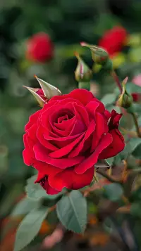 A rose is a rose is a rose.
一朵玫瑰花，只有“如其所是”的成長為一朵玫瑰花，它才是那朵真正的玫瑰花！配圖
