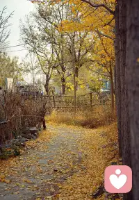 這秋天的風
也把你帶遠了配圖