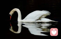 《當(dāng)我真的愿意看見自己時(shí)》

當(dāng)我真的愿意看見自己時(shí)

我可能還會(huì)痛

但已經(jīng)不再抱怨

我深知

這痛

只因遇見真實(shí)的自己

曾經(jīng)那個(gè)不懂愛的自己

透過痛

生命正在穿越和成長(zhǎng)

這個(gè)痛

跟任何其他人無關(guān)

我接納并祝福

生命里經(jīng)過的每一個(gè)人

如果真的曾經(jīng)相遇

無論是怎樣的形式

必定都是一份禮物



當(dāng)我真的愿意看見自己時(shí)

我可能還有傷

但我已不再盼人來療傷

我深知

通過深入生命的實(shí)相

我自己能夠療愈一切的傷口

我不再

去索取別人的愛

當(dāng)我能夠療愈自己

愛從我心里流出來

我知道

總會(huì)有一天

我也會(huì)成為愛本身

每一個(gè)經(jīng)過我的人

都能夠聞到慈悲的芬芳

當(dāng)你關(guān)注自己行為背后的意圖時(shí)，

你就開始看自己了；

當(dāng)你關(guān)心自己意圖背面的需要和感受時(shí)，

你才真的看見自己了。

透過內(nèi)心看見了自己的心靈真相，

這是你的生命和心相遇了，

愛自己就發(fā)生，

并開始在自己身上流動(dòng)，

你整個(gè)人就和諧而平靜！

這就是真愛的發(fā)生。配圖