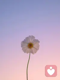 我們都喜歡炫耀自己，都想顯示自己擁有一些什么東西。你知道，一朵水仙或是一朵玫瑰，它是從來不假裝的，它的美就在于它本來是什么樣子就是什么樣子。配圖