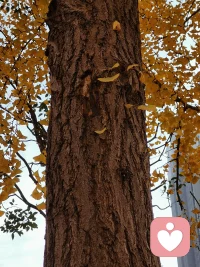 我以为只有人会感到孤独，谁曾想银杏树叶居然也离群索居。于是我心理投射一下配图