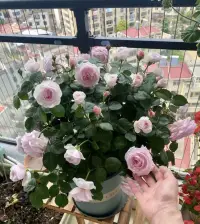早安配圖