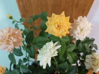 在人类历史的这一刻，你就是一个独一无二的存在。
你就像雪花一样独一无二，不可替代。
从来没有，也永远不会再有一个和此刻的你一模一样的人。
你是特别的、神圣的——作为自然界中的一个重要存在，在这个时刻，你是被爱的。配图