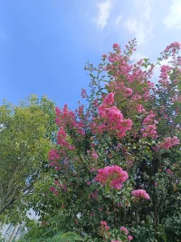 从心情低落，到心情好转，
从孤单害怕，到心中充满了喜悦和阳光；
……
作为倾听师，我有幸和你们共同经历这个心路历程，看到最后快乐的你们，我也特别高兴，这是我作为倾听者存在的意义。
谢谢你们给我的机会！配图
