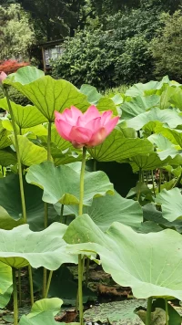 沒有淤泥，就沒有蓮花配圖