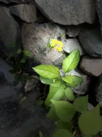 成長的路上，被打碎的理想化客體尸橫遍野
我們還不夠強大時候
總會有一個或者幾個理想化客體
可是分離個體化的過程便是跟客體分離的過程
這個過程有淚水，也有痛苦配圖