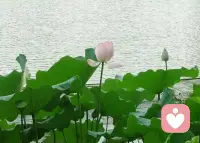 萬事從心起
看淡一身輕
?配圖