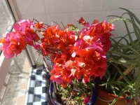 家里花開老美，配圖
