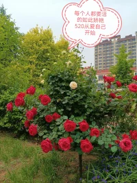 520愛就大聲說出來！
520從愛自己開始！[玫瑰]
520讓世界充滿愛！[玫瑰]

520大學生表白新規出爐，請大學生朋友認真閱讀[玫瑰][玫瑰][玫瑰]配圖