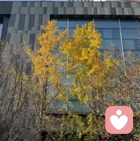 轉念其實就是咱們常說的 認知重構——事兒沒變，就像這棵樹，不盯著“樹葉要掉、美景要沒”的遺憾，轉而看見“幸好現在能欣賞到”的慶幸，情緒自然就從惋惜變成了滿足。

這也是在做正——“當下覺察”：不糾結還沒發生的“失去”，把注意力拉回眼前的美好，也是咱們做情緒調節時很實用的小技巧。