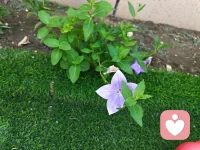 心理咨询是什么？
就是心理师和来访者-起走过他人生中最艰难、最迷茫的沼泽，使来访者寻找到生命中最重要的那些东西。
关于具体问题的解决方法，可能有成千上万种，哪一种最好，心理师不一定比当事人更清楚。
心理师的作用，就是帮助当事人探索人生和生命的意义，这能让眼前的问题找到比较好的出口，而且以后即使风浪再大，他都有能力自己去迎接。