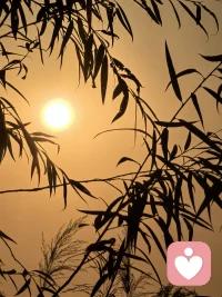 今日分享
        关于积累
        毛竹用了4年时间，仅仅长了3厘米。
        但从第5年开始，以每天30厘米的速度疯狂地生长，仅用6周，就长到了15米。
        其实，在前面的4年，毛竹将根在土壤里累计延伸了数百平方米。
        做人做事亦是如此，不要担心付出得不到回报，因为这些付出都是为了扎根，等到时机成熟，你会登上别人遥不可及的巅峰。配图