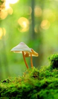 家，一個遮風避雨的地方。溫暖情感的歸屬地……
需要雙方相互疼惜，用心經(jīng)營維護……
不要單純講道理，情感的溝通流動才是基礎(chǔ)配圖