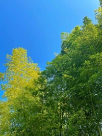 在這個世界上，沒有一勞永逸、完美無缺的選擇。你不可能同時擁有春花和秋月，不可能同時擁有碩果和繁花，不可能所有的好處都是你的。你要學會權衡利弊，學會放棄些什么，然后才可能得到些什么。你要學會接受生命的殘缺和悲哀，然后心平氣和。因為，這就是人生。配圖