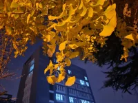 人與人之間的關(guān)系，需要給對方留出時間，進行磨合，以及做出調(diào)試。若能實現(xiàn)互相理解與接納，關(guān)系也許會持續(xù)。但現(xiàn)在的感情關(guān)系，大多傾向于即時滿足，單向滿足。如果對方不符合自己的期望或喜好，通常是失望、指責(zé)、一走了之。所以，我們對待事物不珍惜，不等待，通常得不到甜美的果實。配圖