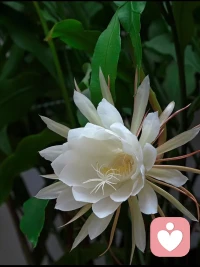 今日分享：
當(dāng)你能量耗竭、無(wú)法前進(jìn)的時(shí)候，
你的第一個(gè)想法總是自責(zé)，
不，你要允許自己表達(dá)累。
你要允許自己做不到。
無(wú)力，并不是一種羞恥。
它是一種真實(shí)。

活得很努力，卻并不快樂(lè)的人，
很難停止對(duì)自己的要求。配圖