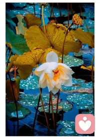 你不讓我，我也不讓你，你覺得我不理解你，我也覺得你不理解我。

這就是關系里最讓人痛苦的對峙階段：

他們和你一樣，也從沒有被理解和接納過，你一直在尋找的東西，也正是他們一直沒有得到的東西。這就意味著當你可以不批評、不指責、不抱怨，而是借由外在的容器功能先去理解自己，你就能夠用同樣的容器功能去理解對方，把關系引向另一個方向。配圖