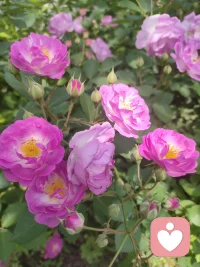 其實大家心里都有答案，
困住你的人永遠不是別人，是你自己。配圖