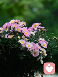 我們在做所有的事情，
追求的應該是：快樂、幸福、喜悅、自由、自在。
快樂的去追求，而不是追求快樂。
內在喜悅，外在綻放是一種生活狀態配圖