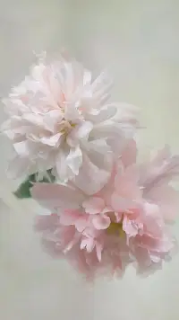 千凈的圈子，規(guī)律的生活
簡(jiǎn)單的愛，中意的人，不累人，不費(fèi)神
時(shí)間撲面而來(lái)，我們終將釋懷…配圖