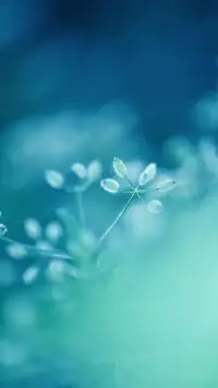 生活，有人扔來鮮花，有人扔來泥巴
我不炫耀鮮花，也不在意泥巴
用泥巴可以種下鮮花配圖