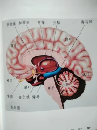 人的心理即是腦的機能，也是對客觀事物的反映。
跟生活息息相關。配圖