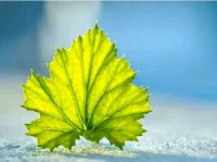 羅杰斯說： 當我以接納的心態(tài)聆聽自己時，當我能夠成為我自己時，我感覺自己會更有效力。換句話說，我只要接受自己的真實存在，我就能夠有所變化，就能夠超越自己現(xiàn)有的存在樣式，從而也導致人際關(guān)系變得真實。配圖