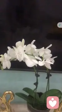 你若芬芳 蝴蝶自來配圖