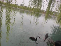 修行的目的在于知眾生苦，而不是讓眾生知你苦。手指都有長短，更何況是：認知、智慧和修為。允許自己做自己，允許別人做別人。勿在別人心里修行自己，勿在自己心中強求別人。”

有句話說：“修行在人間，勝似在天堂?！迸鋱D