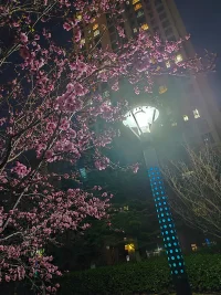 花影相伴夜微涼配圖