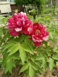 有句話說：“懂你的人，無需解釋心自明，不懂你的人，說破嘴皮仍蒼白無力。”在這個世界上，不管你做得有多好，依舊有人不滿意，也會有人討厭你，甚至對你指手畫腳。眾口難調(diào)，眾心難悅。沒必要讓所有的人都理解你，更沒必要取悅所有人，更不必向任何人解釋。過多的解釋也是徒勞無功，只會讓自己在一次次的解釋中懷疑人生、懷疑自己，不如心平靜氣，淡然處之。同樣的世界，在不同的人眼里，是不一樣的色彩。早安共勉！從明天開始，暫停。配圖