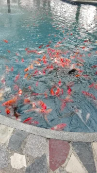 有句話說：“懂你的人，無需解釋心自明，不懂你的人，說破嘴皮仍蒼白無力。”在這個世界上，不管你做得有多好，依舊有人不滿意，也會有人討厭你，甚至對你指手畫腳。眾口難調(diào)，眾心難悅。沒必要讓所有的人都理解你，更沒必要取悅所有人，更不必向任何人解釋。過多的解釋也是徒勞無功，只會讓自己在一次次的解釋中懷疑人生、懷疑自己，不如心平靜氣，淡然處之。同樣的世界，在不同的人眼里，是不一樣的色彩。早安共勉！從明天開始，暫停。配圖