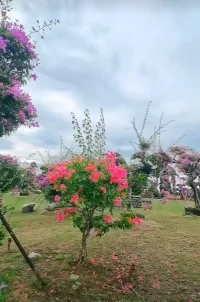 微表情與人際溝通：
        在與他人交流時，我們可能會注意到對方臉上轉瞬即逝的微妙表情，這些被稱為“微表情”。微表情往往比刻意做出的表情更能真實反映一個人的內心狀態。心理學家通過研究發現，微表情是人類在進化過程中形成的一種非言語溝通方式，它能夠幫助我們快速判斷他人的情緒狀態，從而調整自己的應對策略。在日常生活中，學會觀察和解讀微表情，有助于提升我們的人際交往能力。配圖