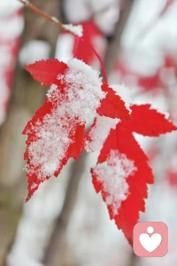 心灵就像一座花园。负面思维像杂草，如果我们不理会，它们便会疯长，我们要学会识别杂草，并种下健康的种子。这时就需要我们进行思维监测与认知重构。