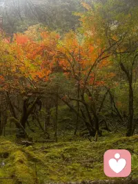 人的心靈是一片幽暗的森林！配圖