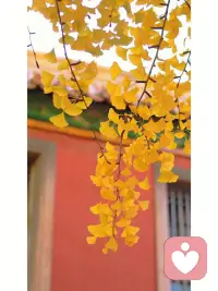 心理治療不是治療一個人，
而是治療一個家族鏈．配圖