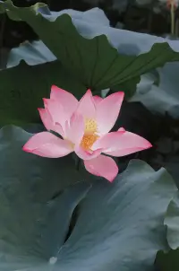 你對自己的存在表示滿意，
就是最大的禮物.配圖