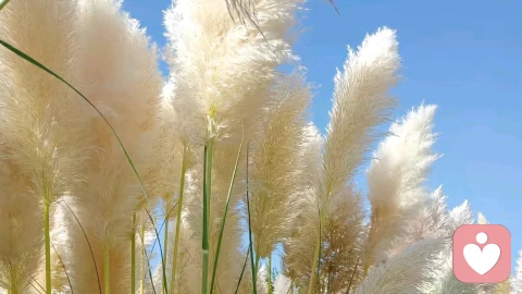 挣脱自我否定的枷锁:优秀者的内在困境与和解之道