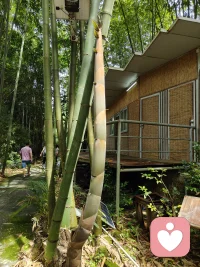 要學習筍的精神，無論阻力多大，困難多難，就算頭頂的重壓壓彎了腰，也要向上向上，永遠向上！配圖